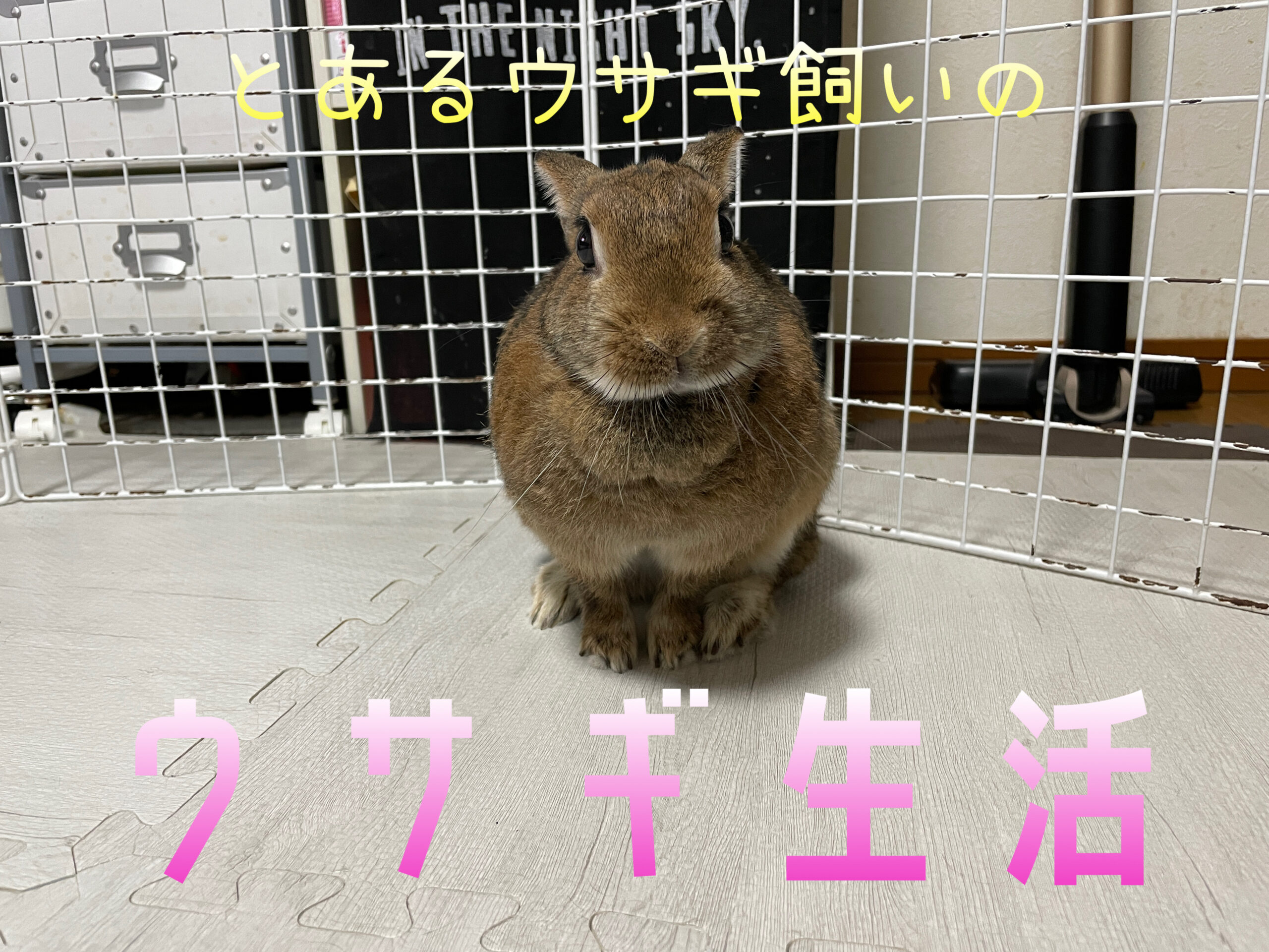 とあるウサギ飼いのウサギ生活